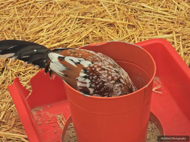A chicken reaches into a container of feed.