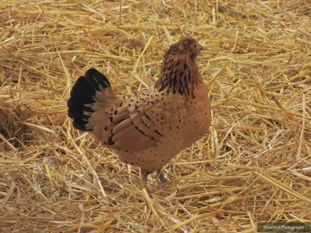 A brown hen stands on the straw.