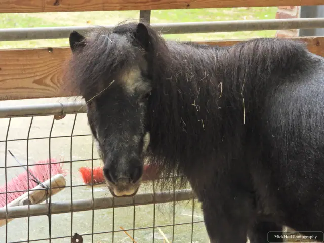 A small dark pony stands behind the paddock fence.