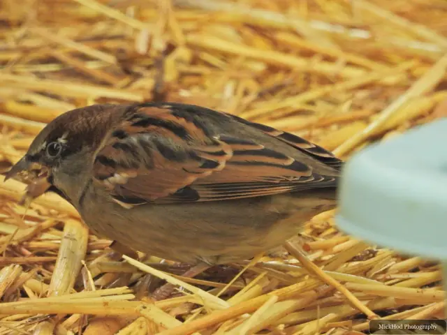 A house sparrow feeds from the straw.