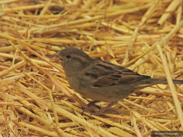 A house sparrow picks through the straw.