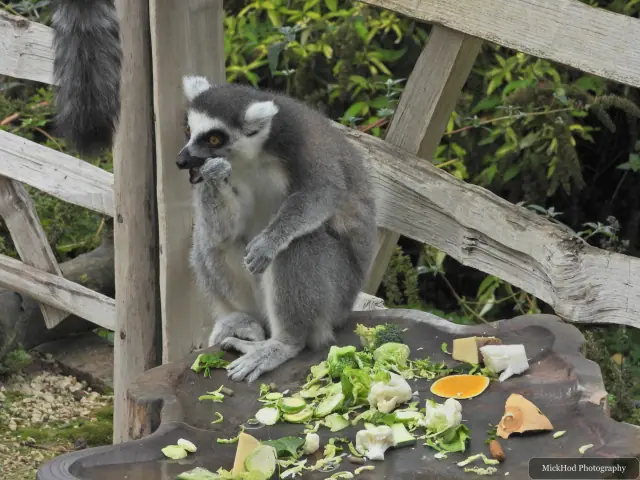 A ring-tailed lemur sits beside the feeding platform.