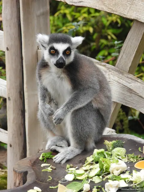 A ring-tailed lemur watches from a wooden perch.