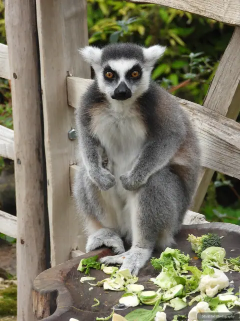 A ring-tailed lemur sits upright on the wooden structure.