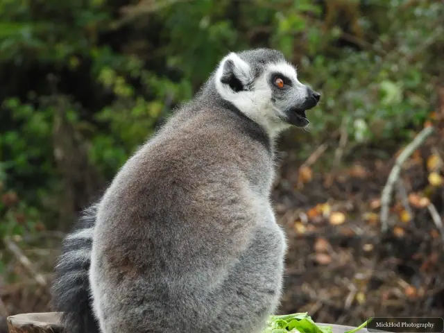 A ring-tailed lemur looks back over its shoulder.