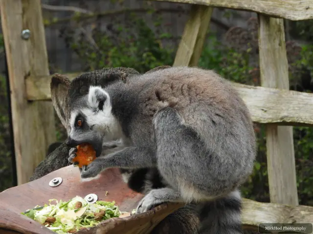 Two ring-tailed lemurs share food at the platform.
