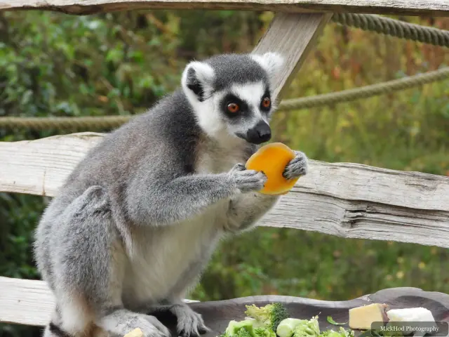 A ring-tailed lemur holds a piece of fruit.