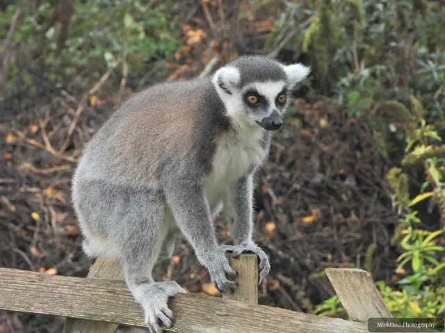 A ring-tailed lemur stands on a wooden beam.