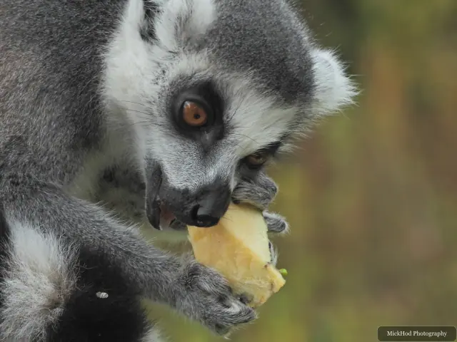 A close view of a lemur eating fruit.