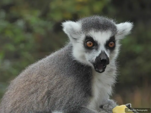 A ring-tailed lemur looks towards the camera.