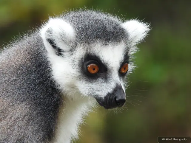 A close portrait shows a lemur's bright eyes and facial markings.