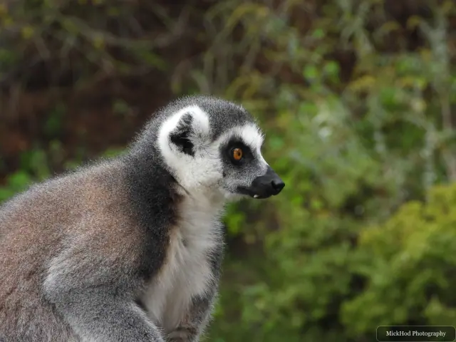 A ring-tailed lemur sits in profile.