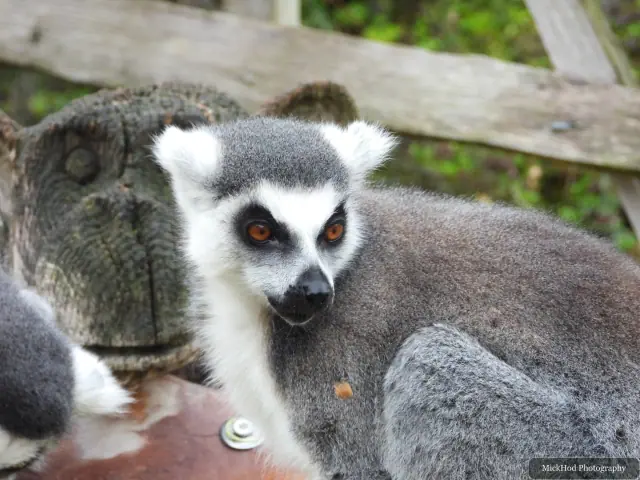 A lemur sits beside another at the feeding area.