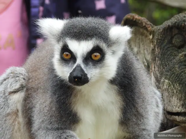 A front-facing ring-tailed lemur looks towards the camera.