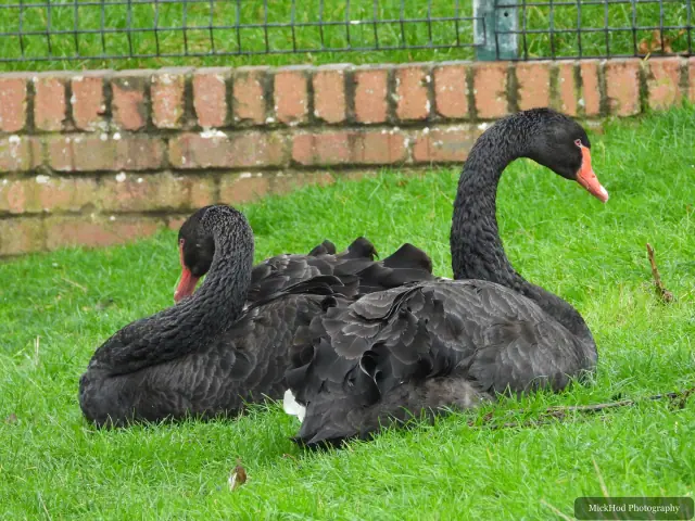 Black swans rest together on the grass.