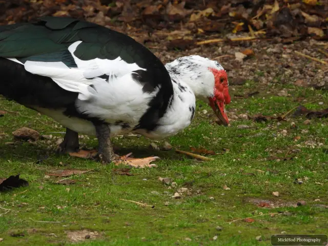 A Muscovy duck forages on the lawn.