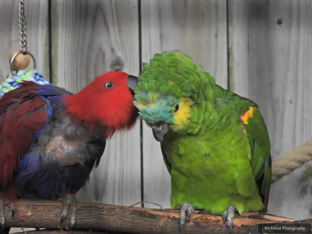 A male and female Eclectus parrot perch together.