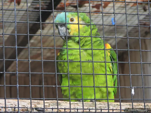 A green parrot looks through the mesh of its enclosure.