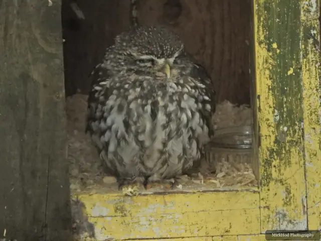 An eagle-owl sits inside a wooden nest box.