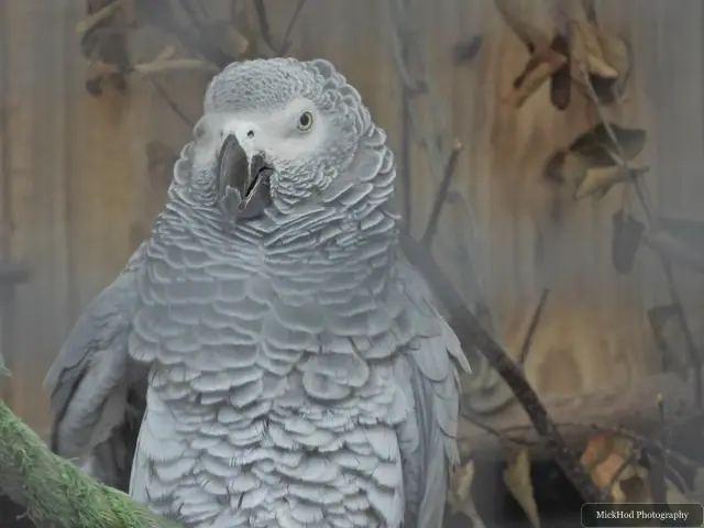 An African grey parrot watches from its perch.