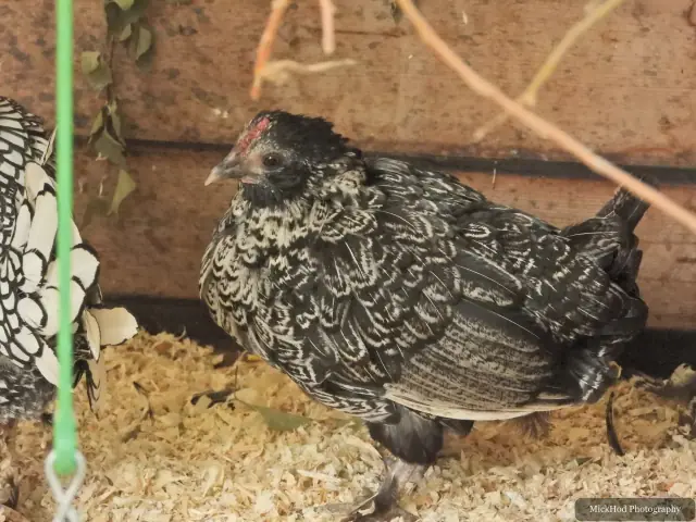 A patterned hen stands on the straw.