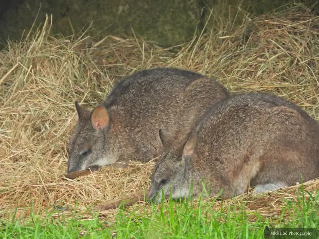 Two wallabies rest together on the straw in their enclosure.