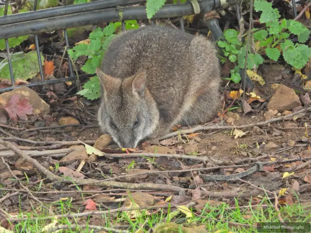 A wallaby searches among the leaves for food.