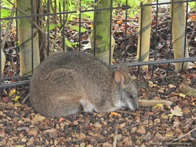 A wallaby forages beside the enclosure fence.