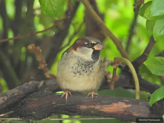 A house sparrow perches among the leaves.