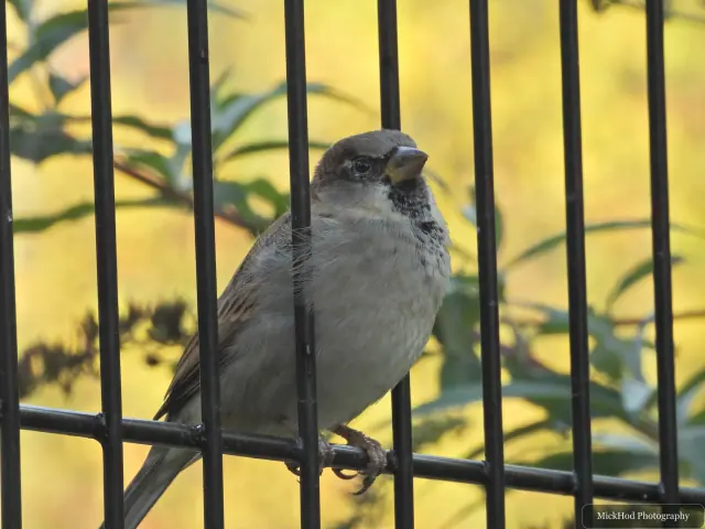 A house sparrow rests behind the enclosure bars.