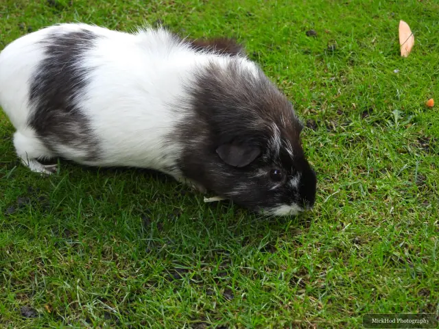 A black and white guinea pig grazes on the grass.