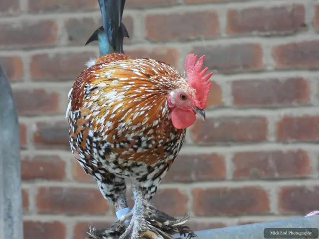 A colourful chicken stands beside the brick wall.