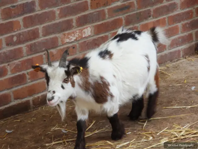 A small goat stands in the straw-covered pen.
