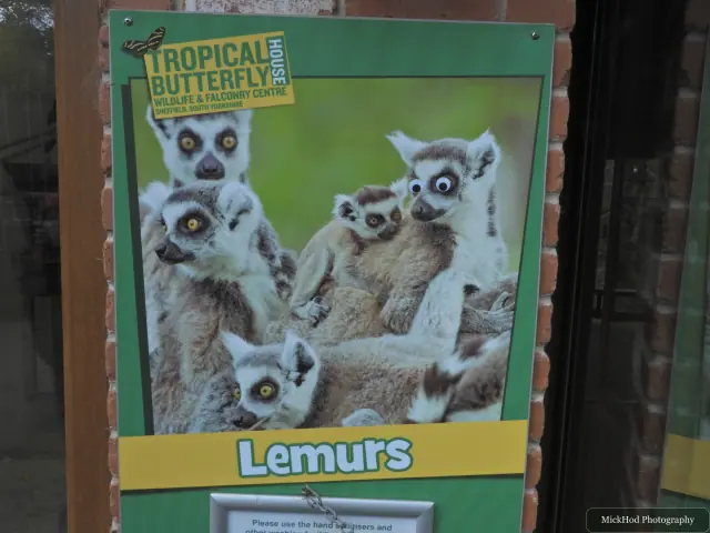 A sign points visitors towards the lemur enclosure.