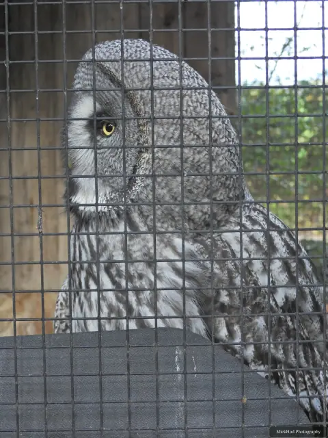 A Great Grey Owl looks out from behind the aviary mesh.