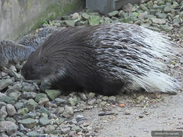 A crested porcupine walks across the rocky ground.