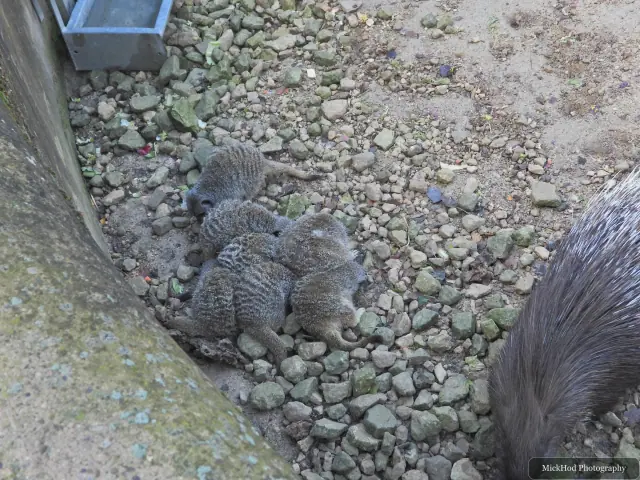 A young porcupine rests beside an adult.