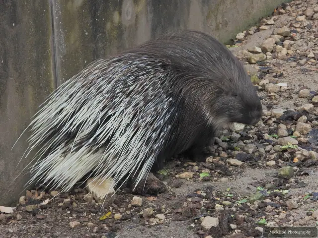 A porcupine forages among the rocks.