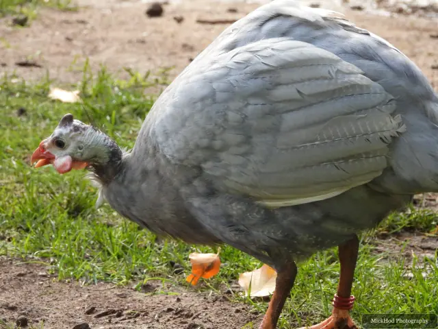 A helmeted guineafowl walks across the grass.