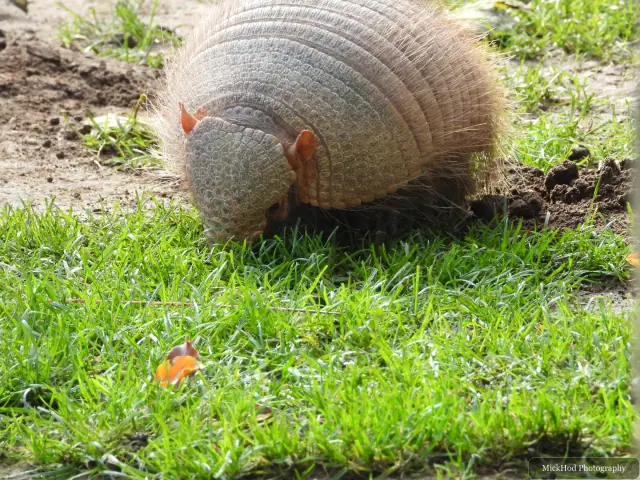 A Greater Hairy Armadillo searches the grass for food.