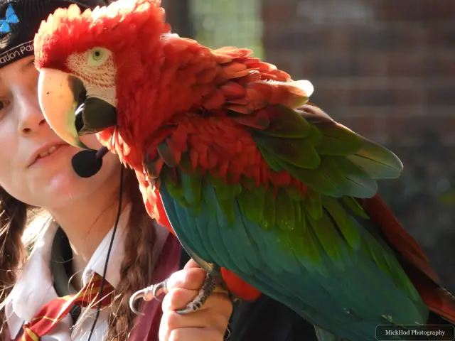 A scarlet macaw perches beside a visitor.