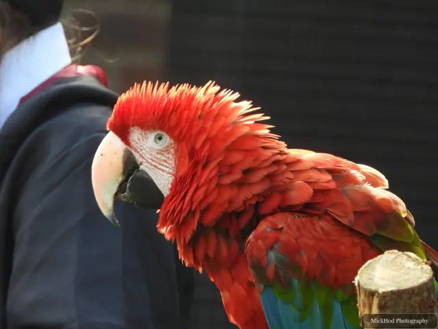 A scarlet macaw leans towards the camera.