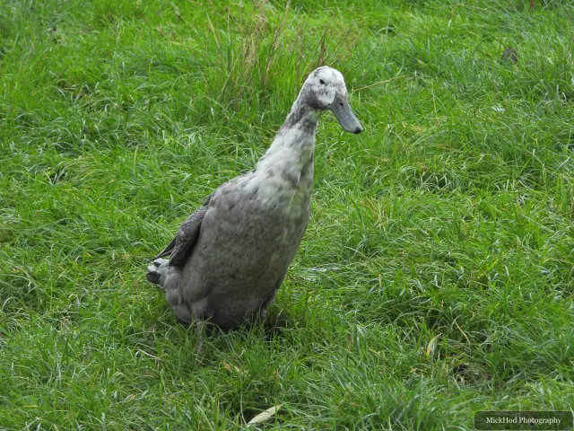 A young goose stands on the grass.