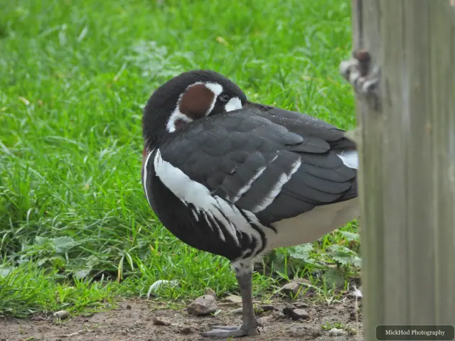 A Red-breasted Goose stands in the grass.