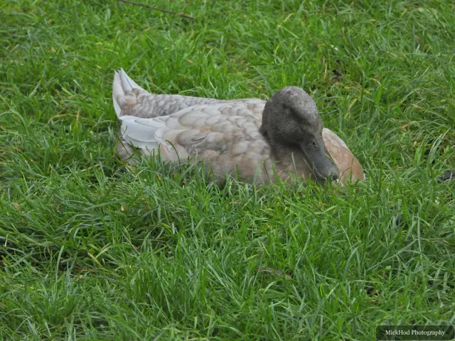 A duck rests on the lawn.