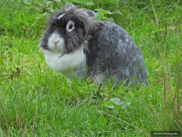 A black and white rabbit sits on the grass.