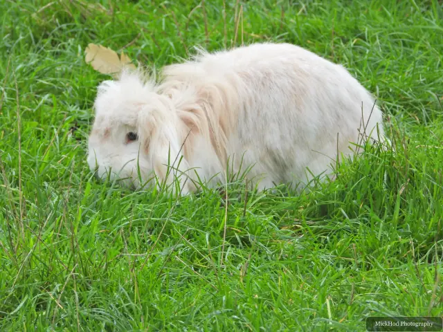 A pale rabbit nibbles the grass.