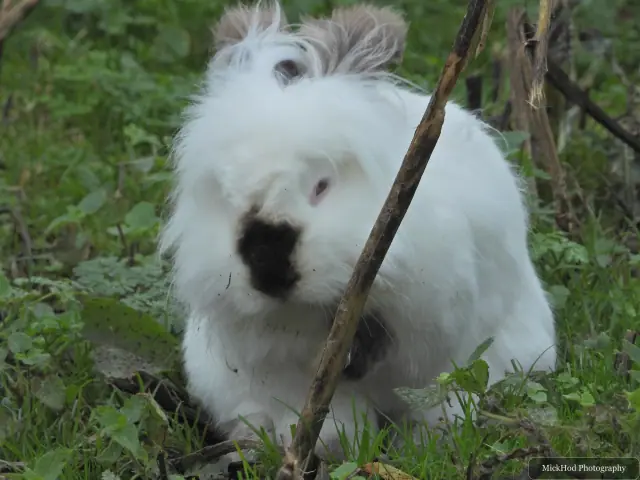 A small fluffy dog looks out through the plants.