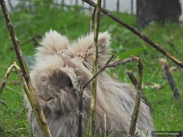 A shaggy dog stands behind a low fence.
