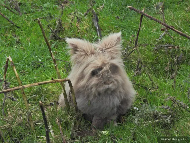 A shaggy dog sits among the branches.